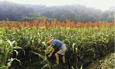 上蔡縣拐子楊村訂單種植解決賣“粱”難