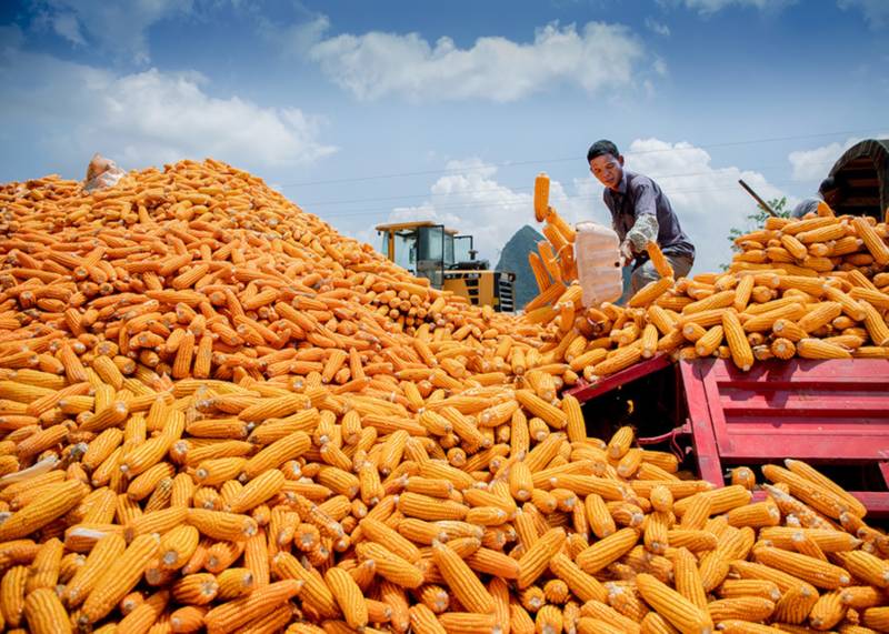 寫在世界糧食日和全國糧食安全宣傳周之際:在更高層次上保障國家糧食安全