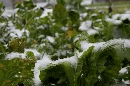 低溫雨雪天氣到來(lái) 中牟縣發(fā)布冬春蔬菜生產(chǎn)指導(dǎo)意見(jiàn)