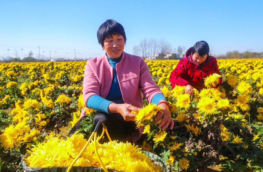 河南光山:美麗鄉(xiāng)村采菊忙