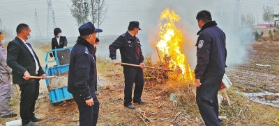 河南排查、處理數(shù)萬株“加拿大一枝黃花” 我省這種花還處萌芽期 不必恐慌