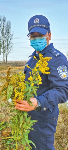 河南排查、處理數(shù)萬株“加拿大一枝黃花” 我省這種花還處萌芽期 不必恐慌