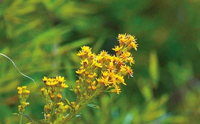 河南排查、處理數(shù)萬株“加拿大一枝黃花” 我省這種花還處萌芽期 不必恐慌