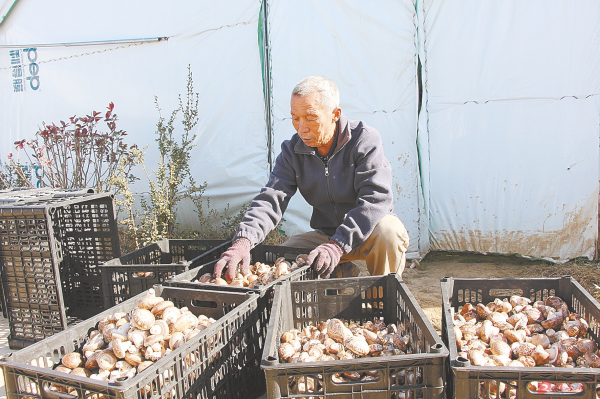 小香菇撐起致富大產(chǎn)業(yè)