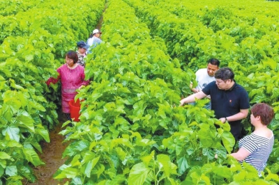 魯山縣 壓茬推進(jìn)保碩果 蹄疾步穩(wěn)促振興