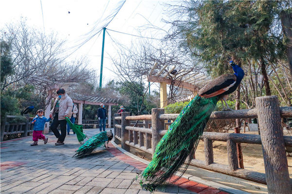 鄭州市動物園孔雀進(jìn)入最佳觀賞期 錯過再等一年