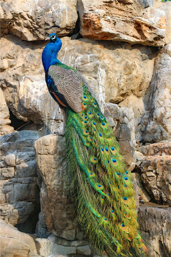 鄭州市動物園孔雀進(jìn)入最佳觀賞期 錯過再等一年