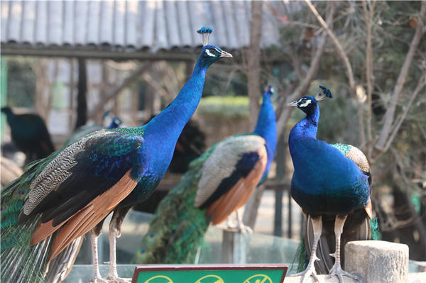 鄭州市動物園孔雀進入最佳觀賞期 錯過再等一年