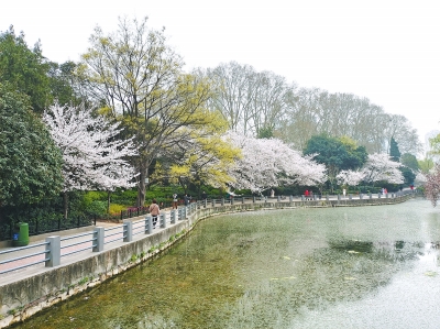 又到櫻花綻放時(shí)，為啥寫櫻花的古詩(shī)詞那么少