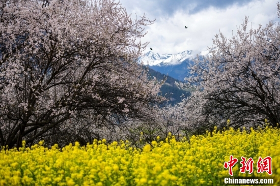 西藏林芝：雪山下桃花開