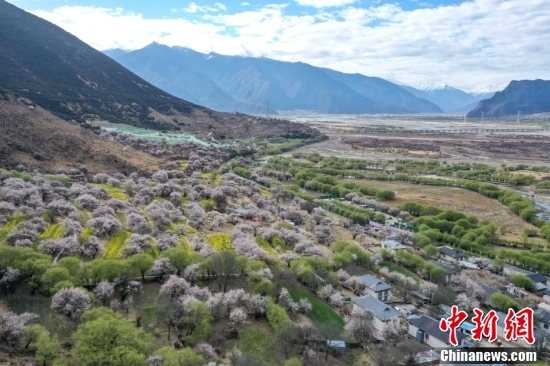 西藏林芝：雪山下桃花開