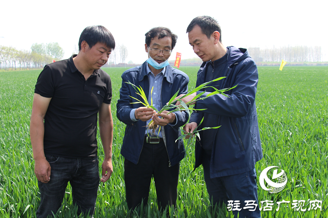 駐馬店市農技植保站：加強小麥中后期管理 確保夏糧豐收