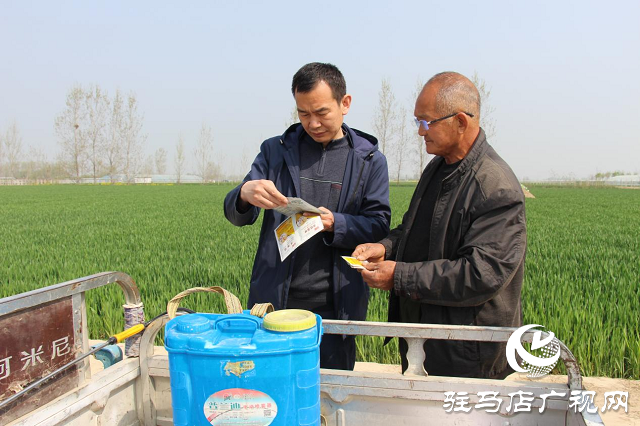 駐馬店市農(nóng)技植保站：加強(qiáng)小麥中后期管理 確保夏糧豐收