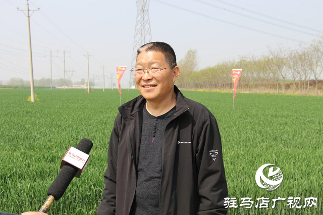 駐馬店市農技植保站：加強小麥中后期管理 確保夏糧豐收