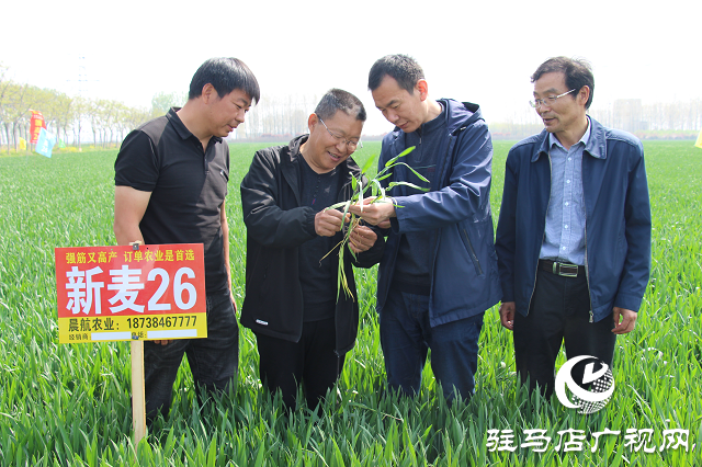 駐馬店市農技植保站：加強小麥中后期管理 確保夏糧豐收