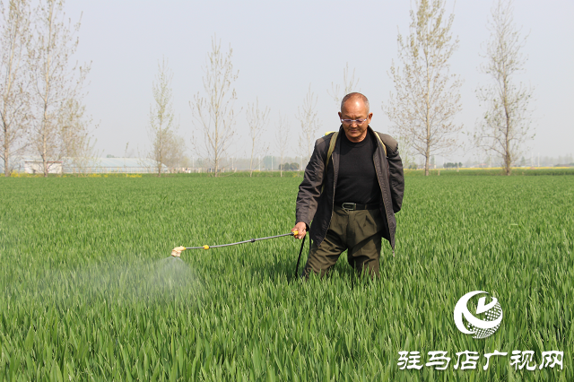 駐馬店市農技植保站：加強小麥中后期管理 確保夏糧豐收