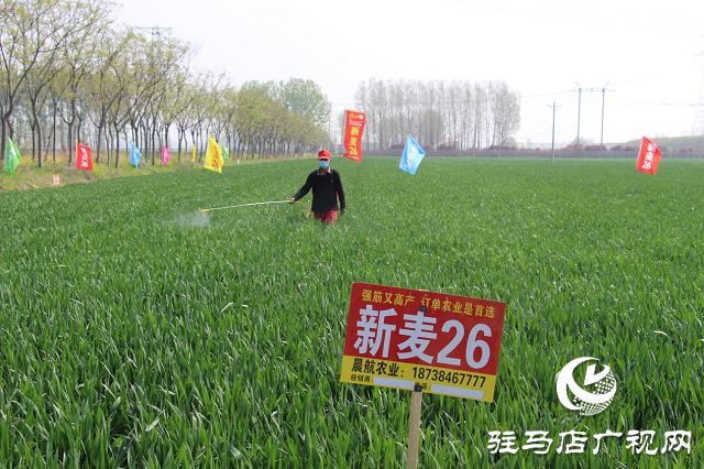 駐馬店市農(nóng)技植保站：加強(qiáng)小麥中后期管理 確保夏糧豐收