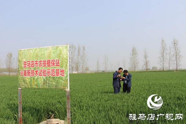 駐馬店市農(nóng)技植保站：加強(qiáng)小麥中后期管理 確保夏糧豐收