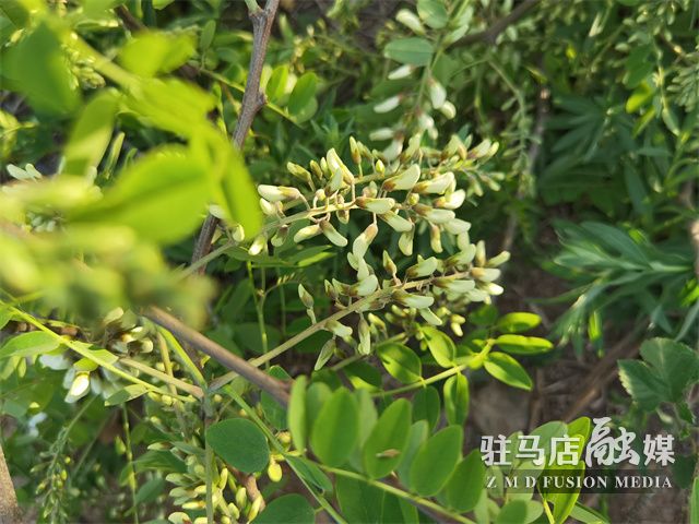 駐馬店驛城區(qū)：滿山槐花飄芬芳