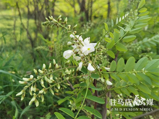 駐馬店驛城區(qū)：滿山槐花飄芬芳