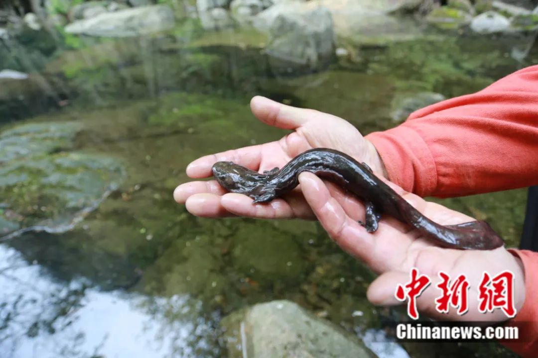 東西問丨李振基：保護(hù)生物多樣性，中國虞衡制度告訴了我們什么？