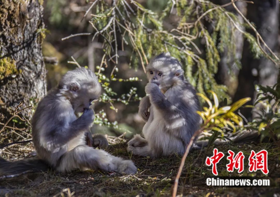 東西問丨李振基：保護(hù)生物多樣性，中國虞衡制度告訴了我們什么？