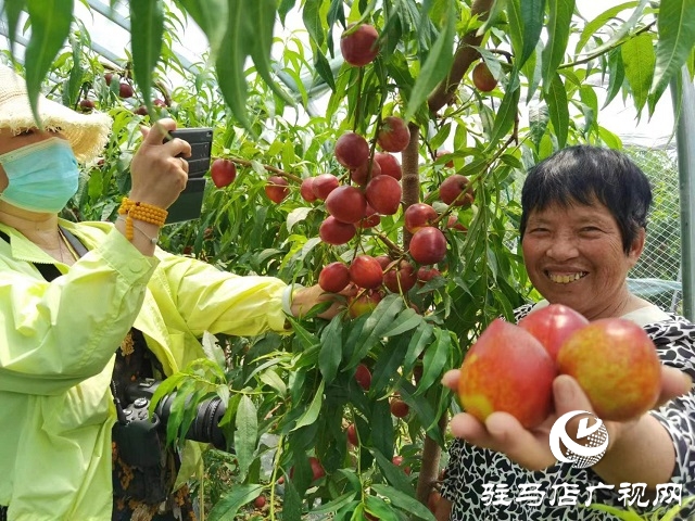 駐馬店市驛城區(qū)蟻蜂鎮(zhèn)：新鮮打卡地 油桃采摘季