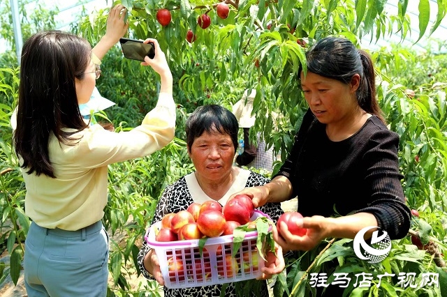 駐馬店市驛城區(qū)蟻蜂鎮(zhèn)：新鮮打卡地 油桃采摘季