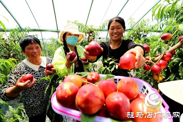 駐馬店市驛城區(qū)蟻蜂鎮(zhèn)：新鮮打卡地 油桃采摘季