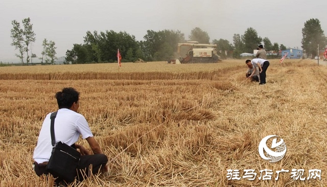 【見證高產(chǎn)奇跡·分享豐收喜悅】——駐馬店市小麥實(shí)打驗(yàn)收單產(chǎn)創(chuàng)新高