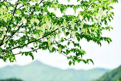 保護(hù)野生植物，國(guó)家植物園只是一個(gè)新開(kāi)始