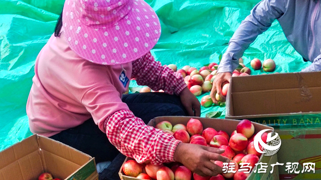 泌陽縣黃山口鄉(xiāng)：崗上油桃紅似火，幸福生活比蜜甜