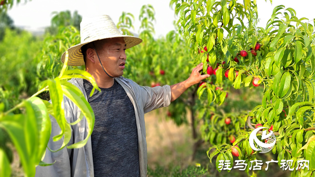 泌陽縣黃山口鄉(xiāng)：崗上油桃紅似火，幸福生活比蜜甜