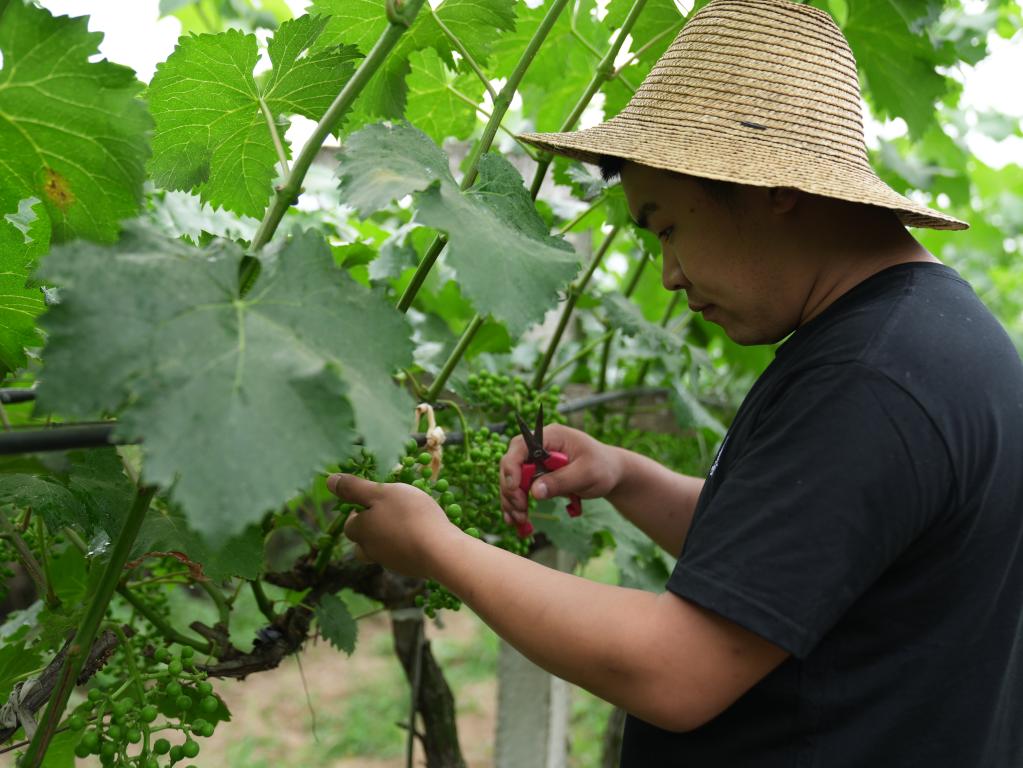 奮進(jìn)新征程 建功新時(shí)代·我們的新時(shí)代丨秦嶺腳下，“95后”新農(nóng)人播撒新希望