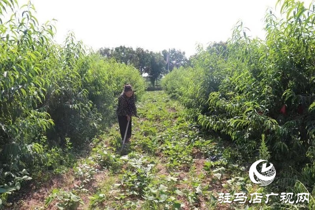 汝南縣：果園套種拓寬群眾增收致富路