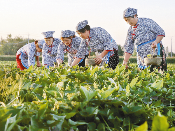 上蔡縣黃埠鎮(zhèn)：紅薯葉制茶巧致富