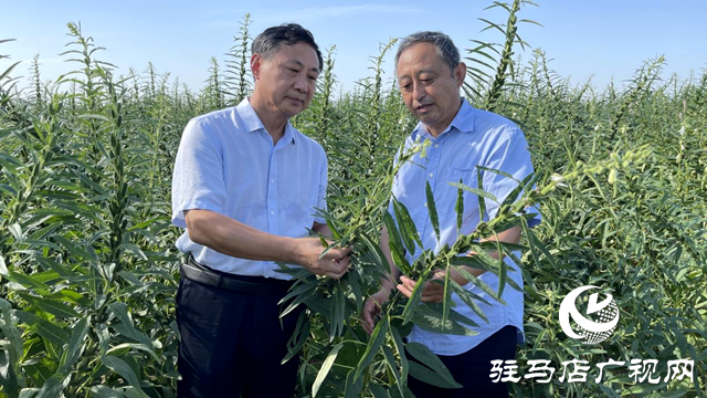 宜機收芝麻在河南駐研種業(yè)試種成功