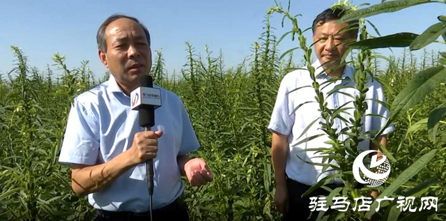 宜機收芝麻在河南駐研種業(yè)試種成功