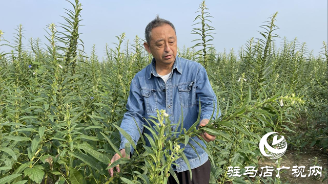 宜機收芝麻在河南駐研種業(yè)試種成功