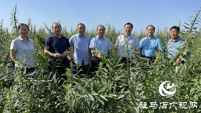 宜機收芝麻在河南駐研種業(yè)試種成功