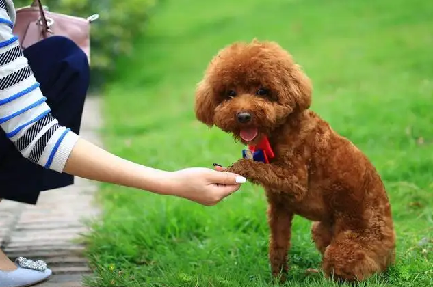 大學(xué)生爭(zhēng)遛流浪狗：人與動(dòng)物如何和諧相處