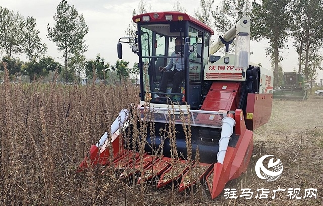 2022年芝麻機(jī)械化收割現(xiàn)場會在駐馬店成功召開