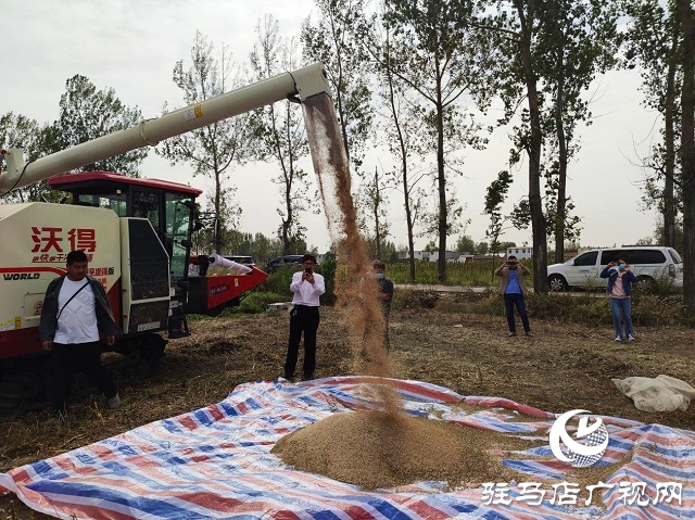 2022年芝麻機(jī)械化收割現(xiàn)場會在駐馬店成功召開