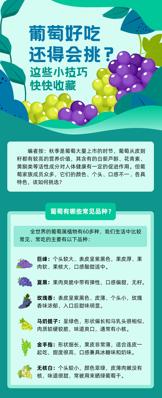 葡萄好吃還得會挑，這些小技巧快快收藏