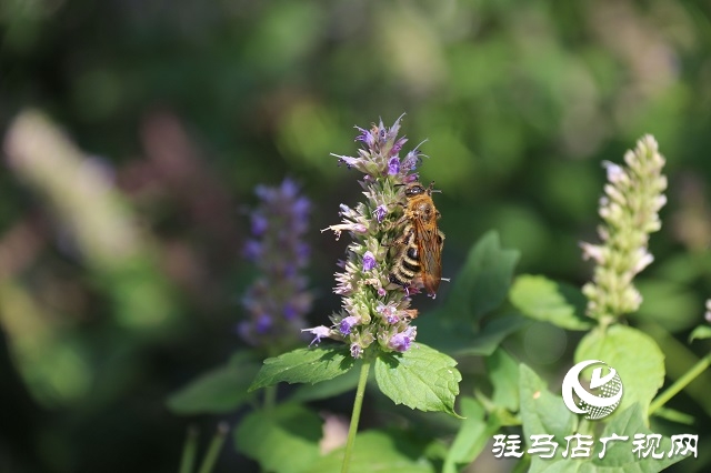 霍香花開濃 蜂蝶蹁躚來