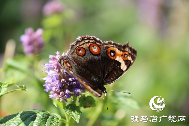 霍香花開濃 蜂蝶蹁躚來