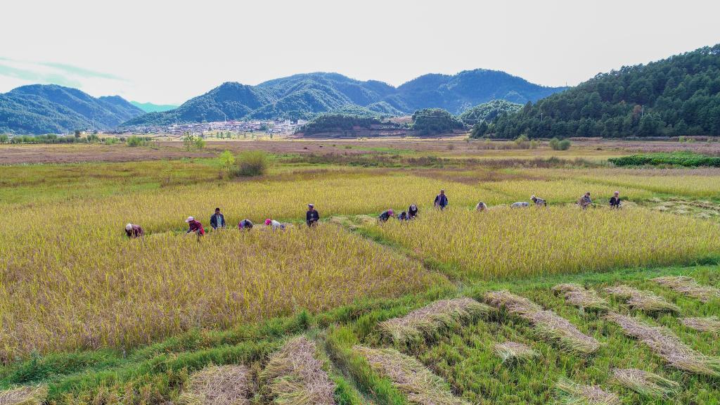 黑稻、多年生稻、巨型稻……奇妙水稻知多少？