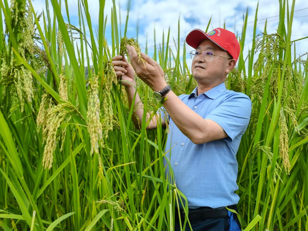 黑稻、多年生稻、巨型稻……奇妙水稻知多少？