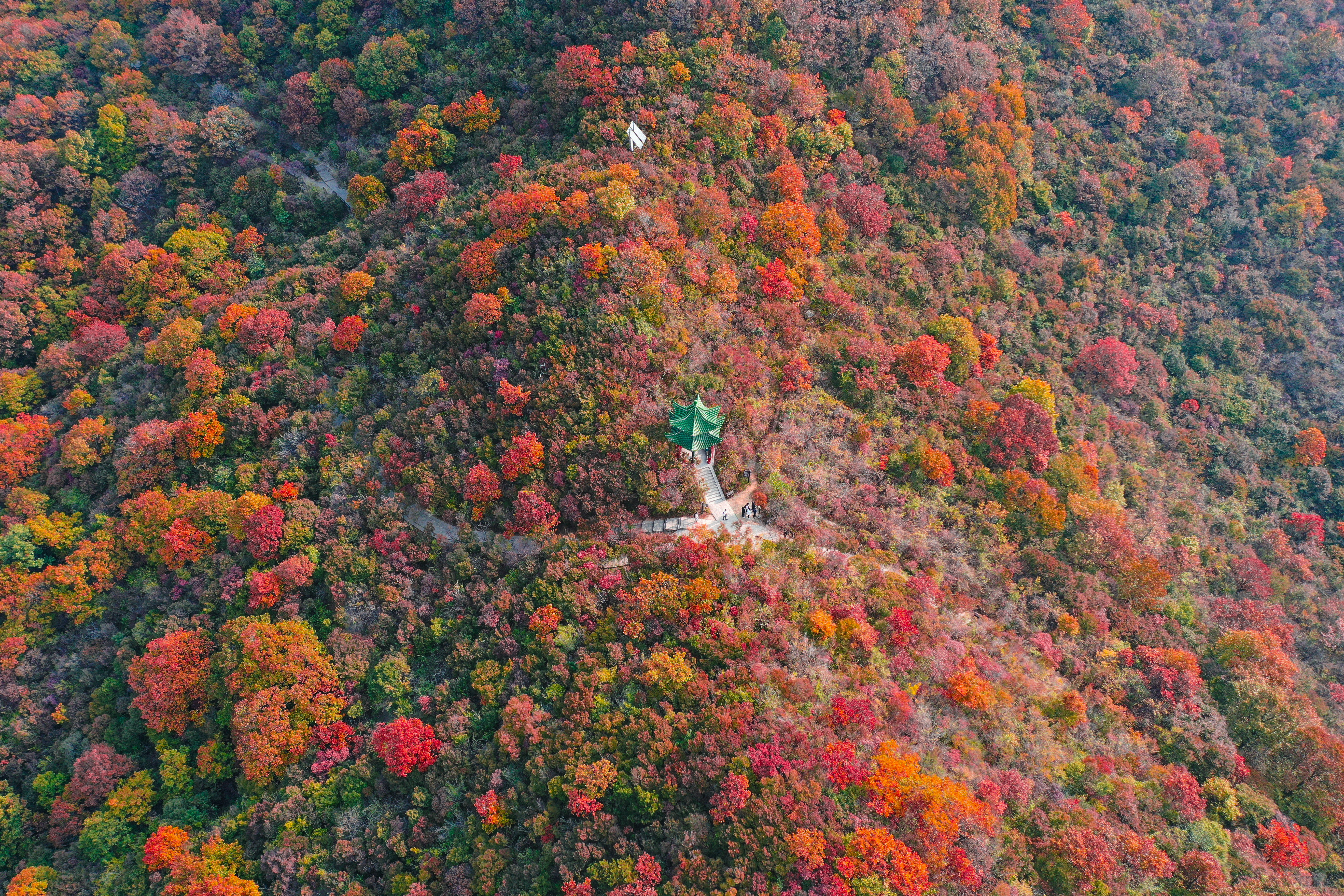 云臺(tái)山萬畝紅葉美不勝收