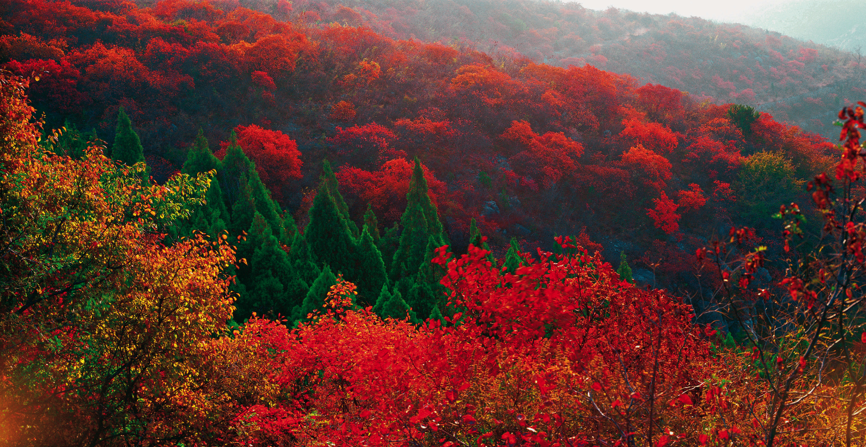 云臺(tái)山萬(wàn)畝紅葉美不勝收